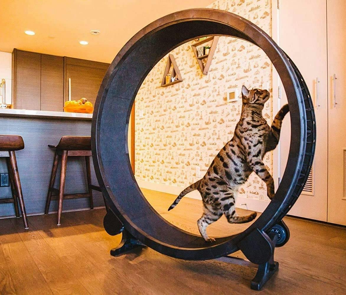 Cat using the exercise wheel