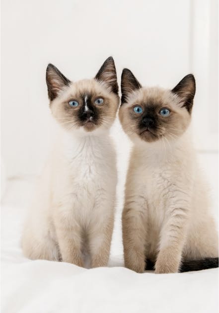 Two cute kittens looking at the camera