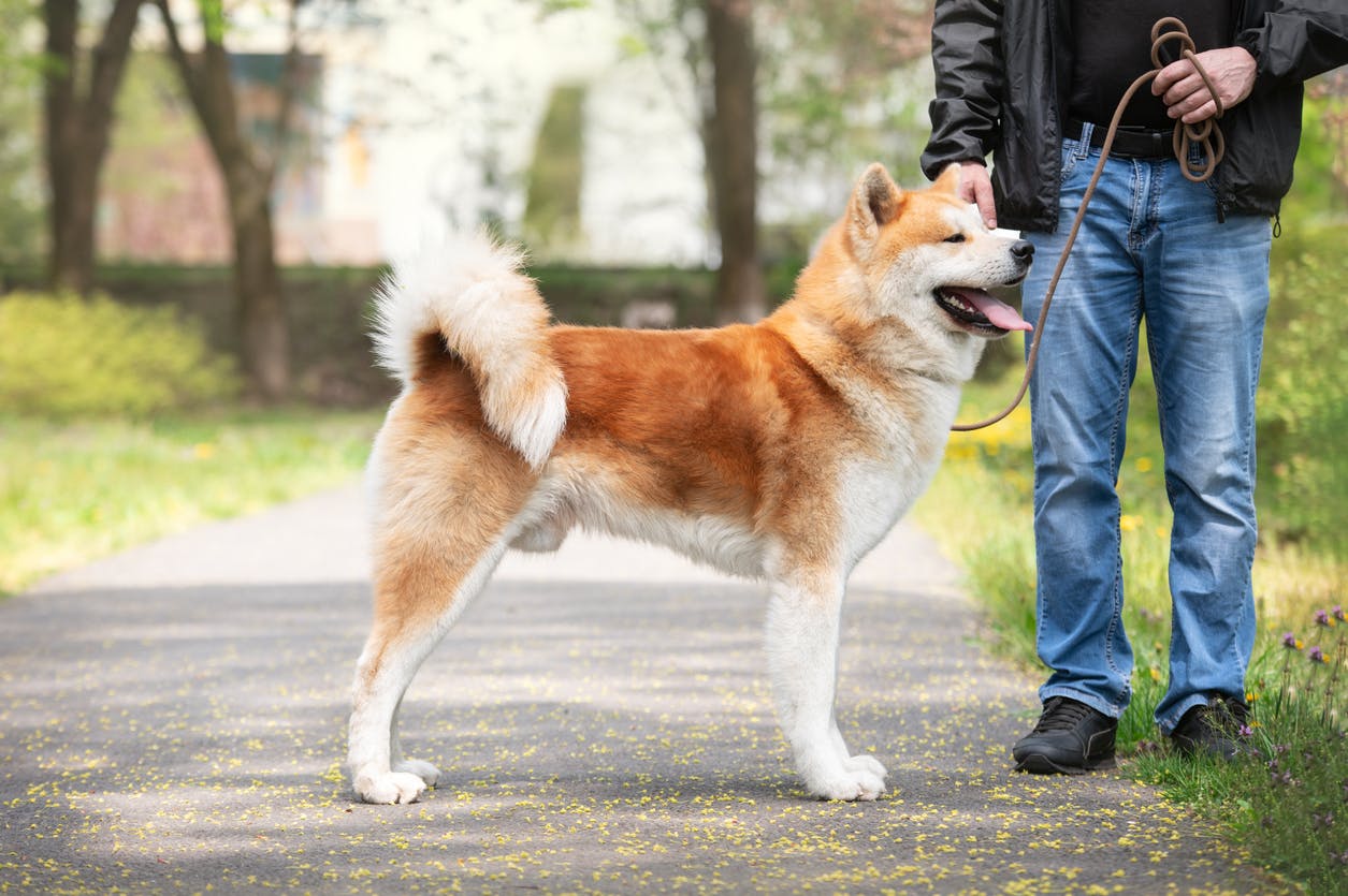 Akita standing next to their owner.