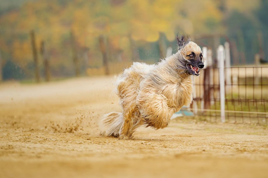 Afghan Hound racing around the track