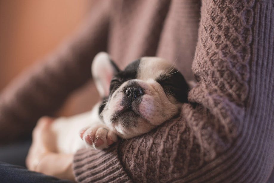 Puppy sleeping in woman's arms