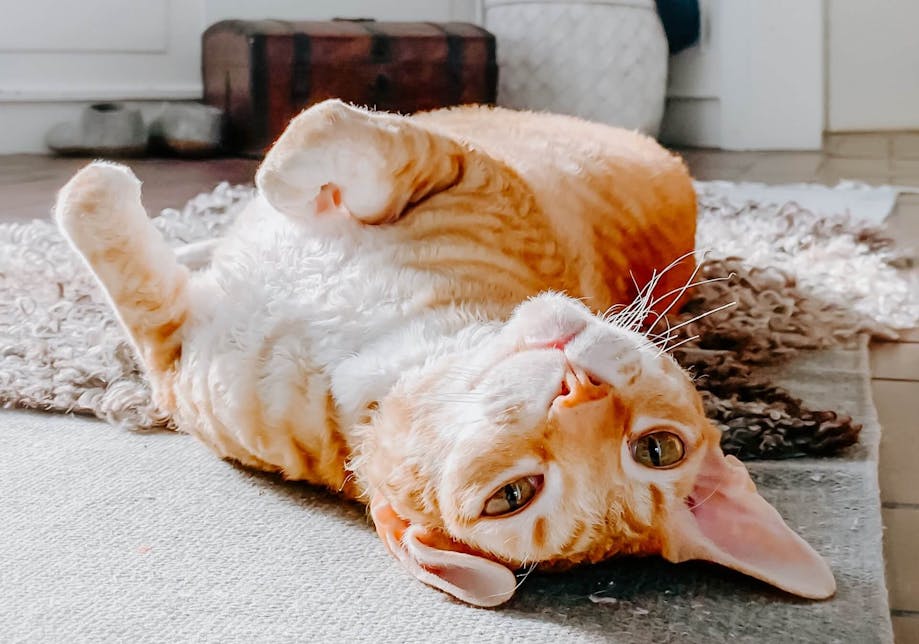Orange cat lying on their back