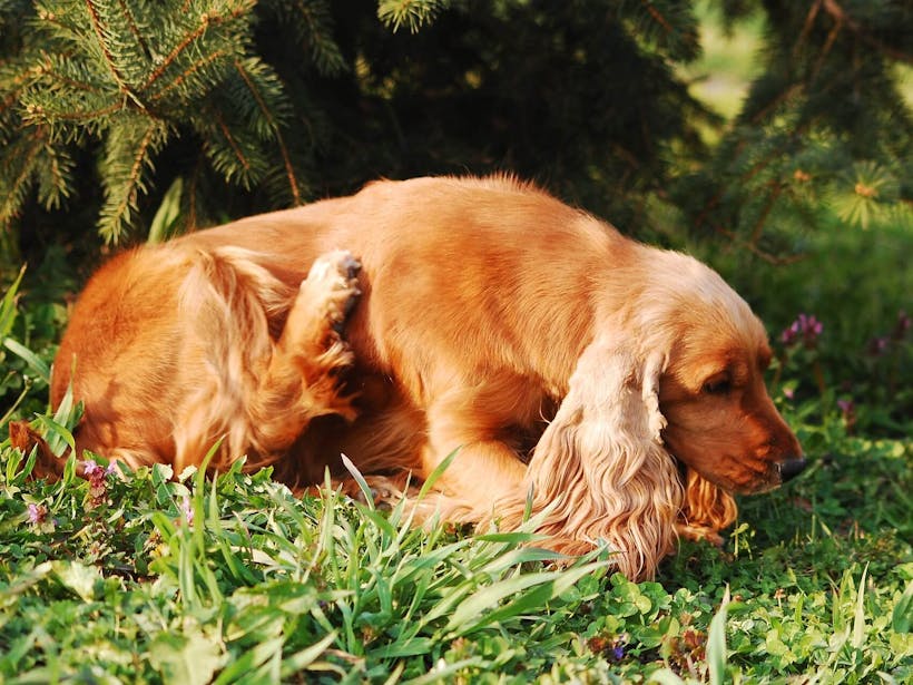 Dog lying down in the green grass