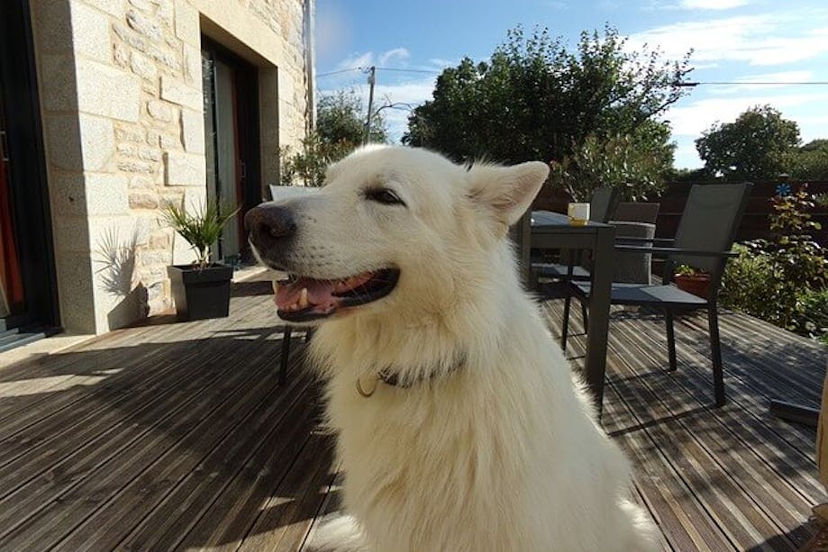 Happy Swiss White Shepherd