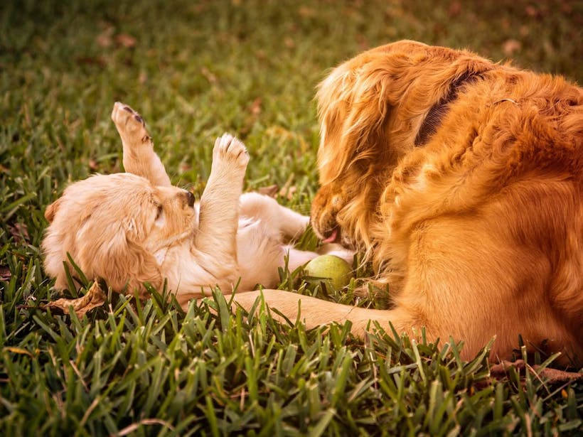Mother dog playing with puppy