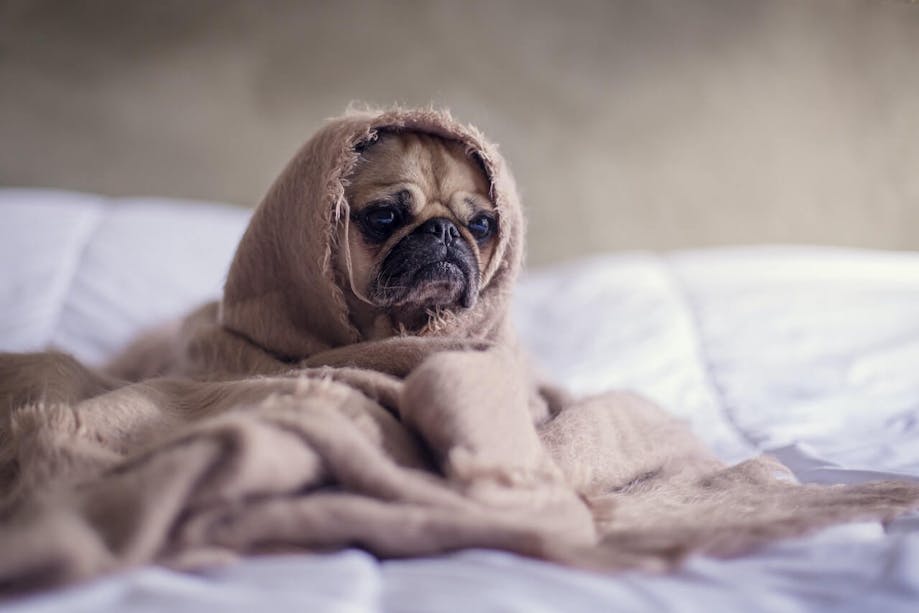 Sad pug in a blanket