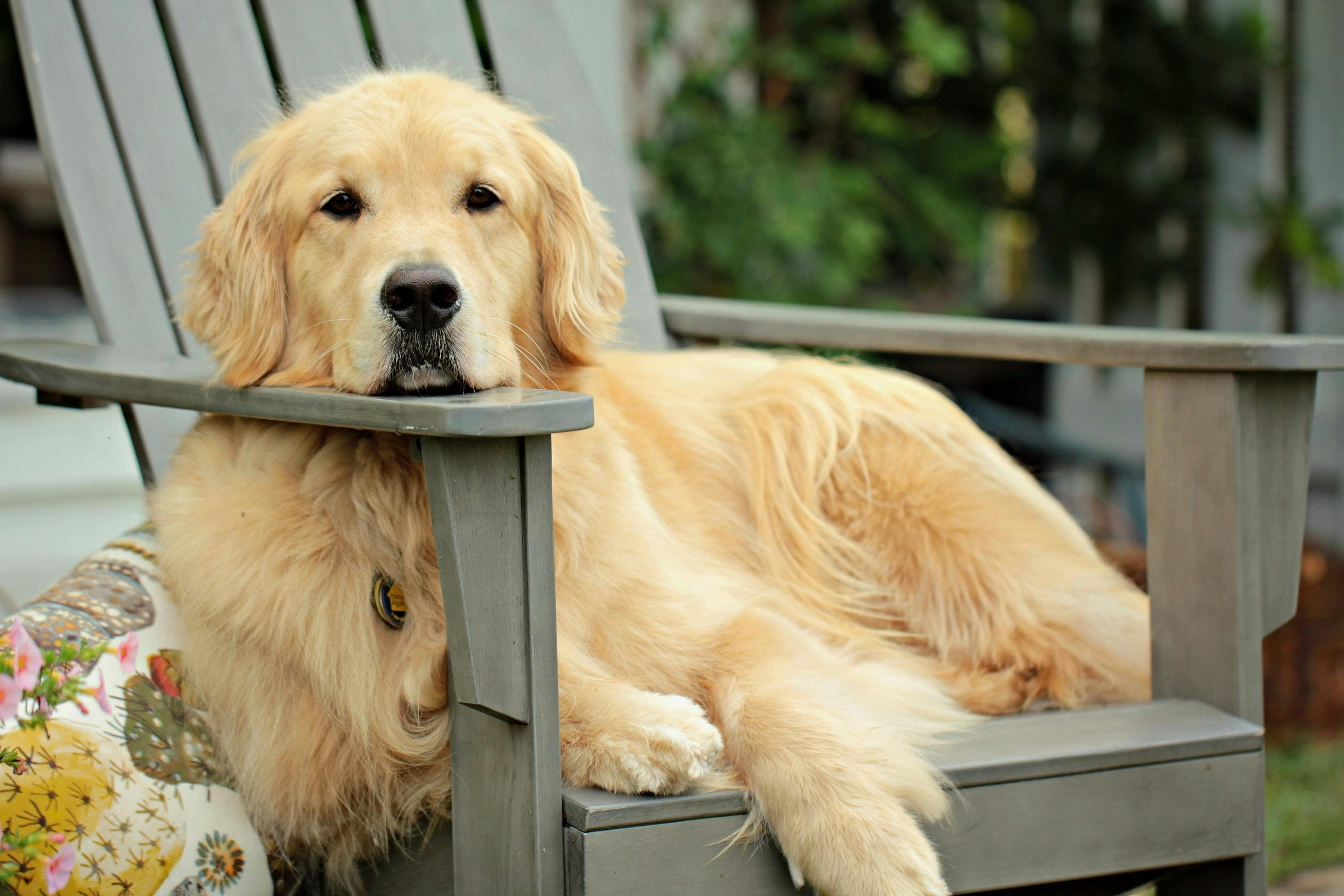 Golden Retriever lounging in a car on the patio.