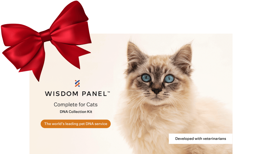Wisdom Panel™ Complete for Cats DNA collection kit