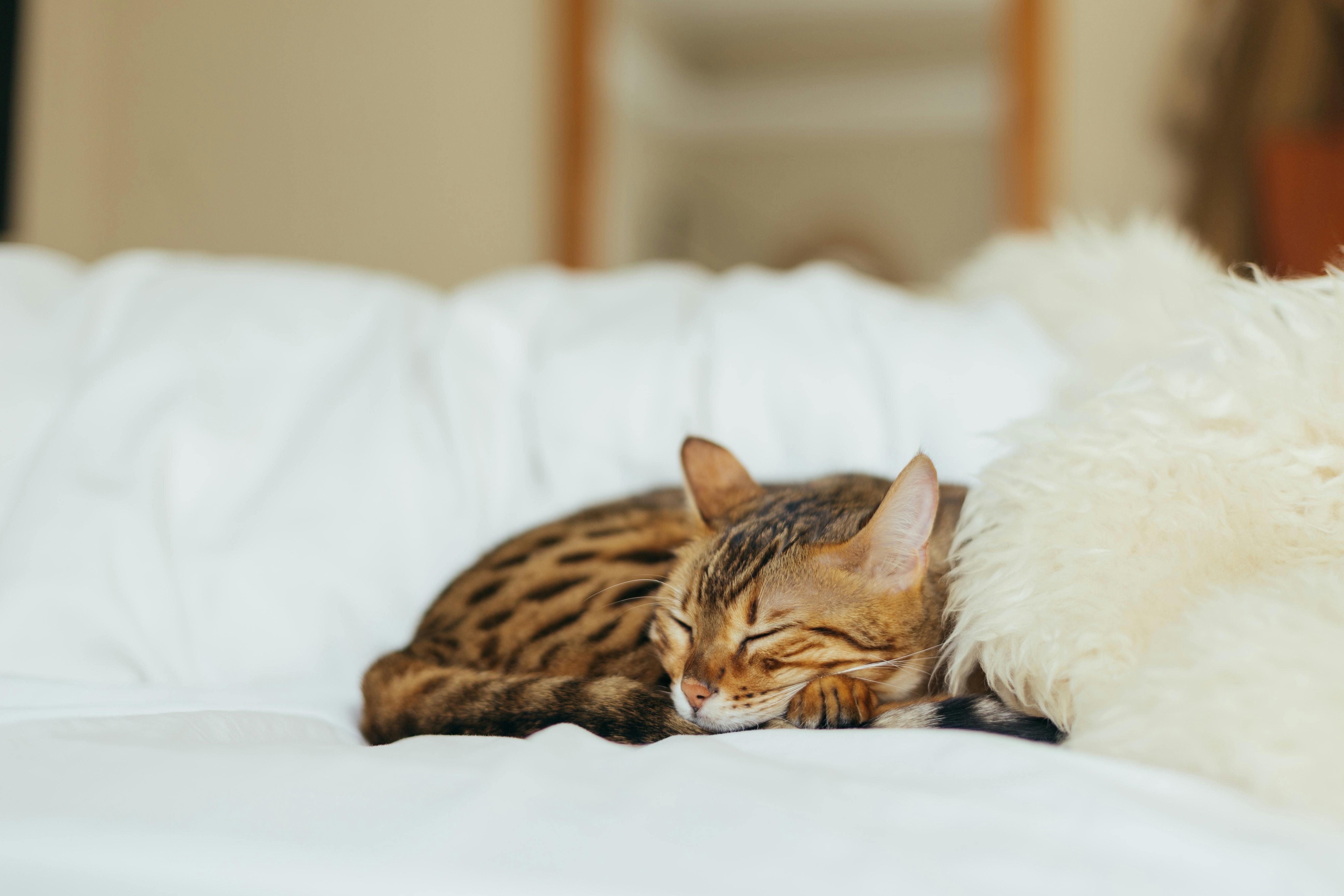 Cat napping on a couch next to a fluffy pillow.