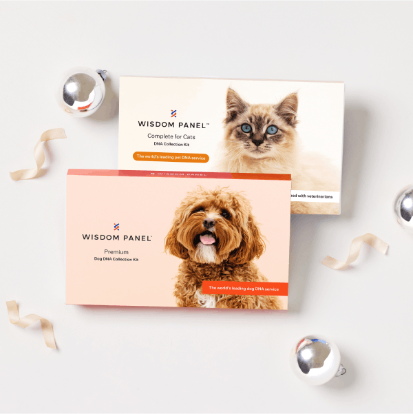 Wisdom Panel product boxes with holiday packages and ornaments
