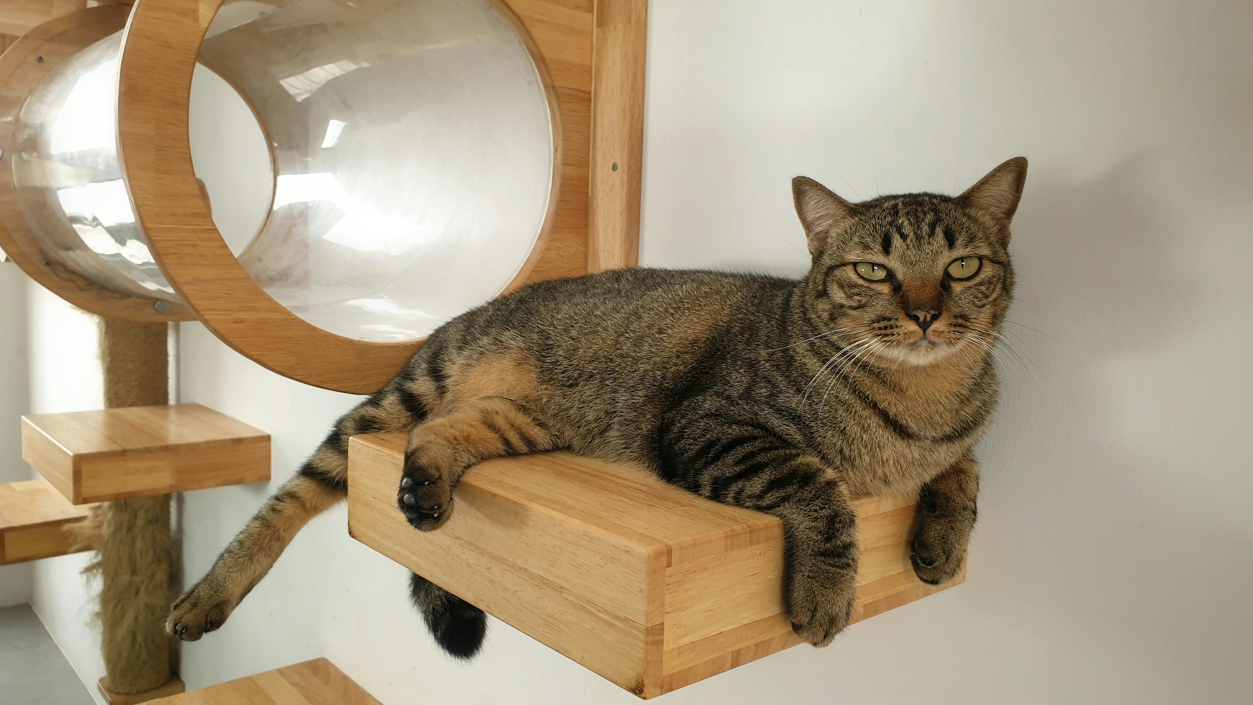 Cat sitting on a wall-mounted shelf. 