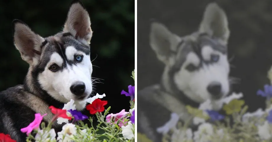 How dogs see the world