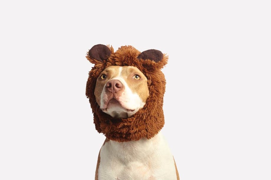 Dog wearing a hat