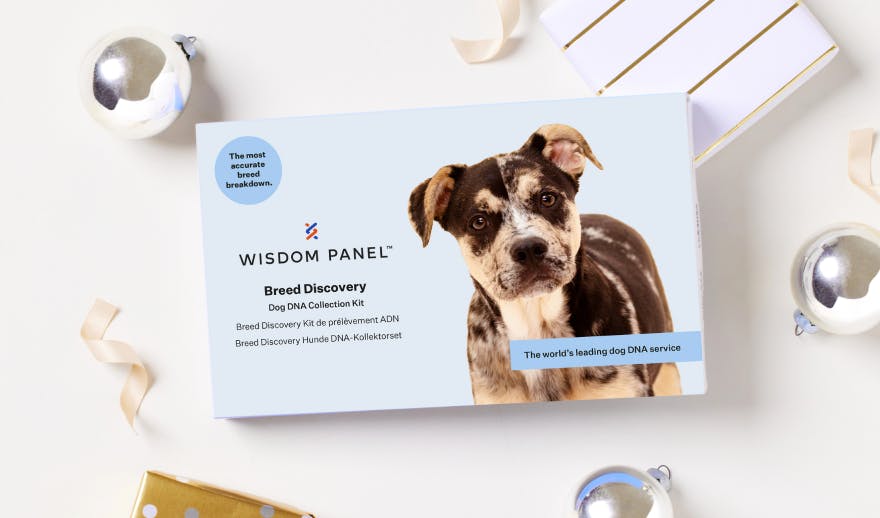  Wisdom Panel Essential Dog DNA Kit: Most Accurate Test