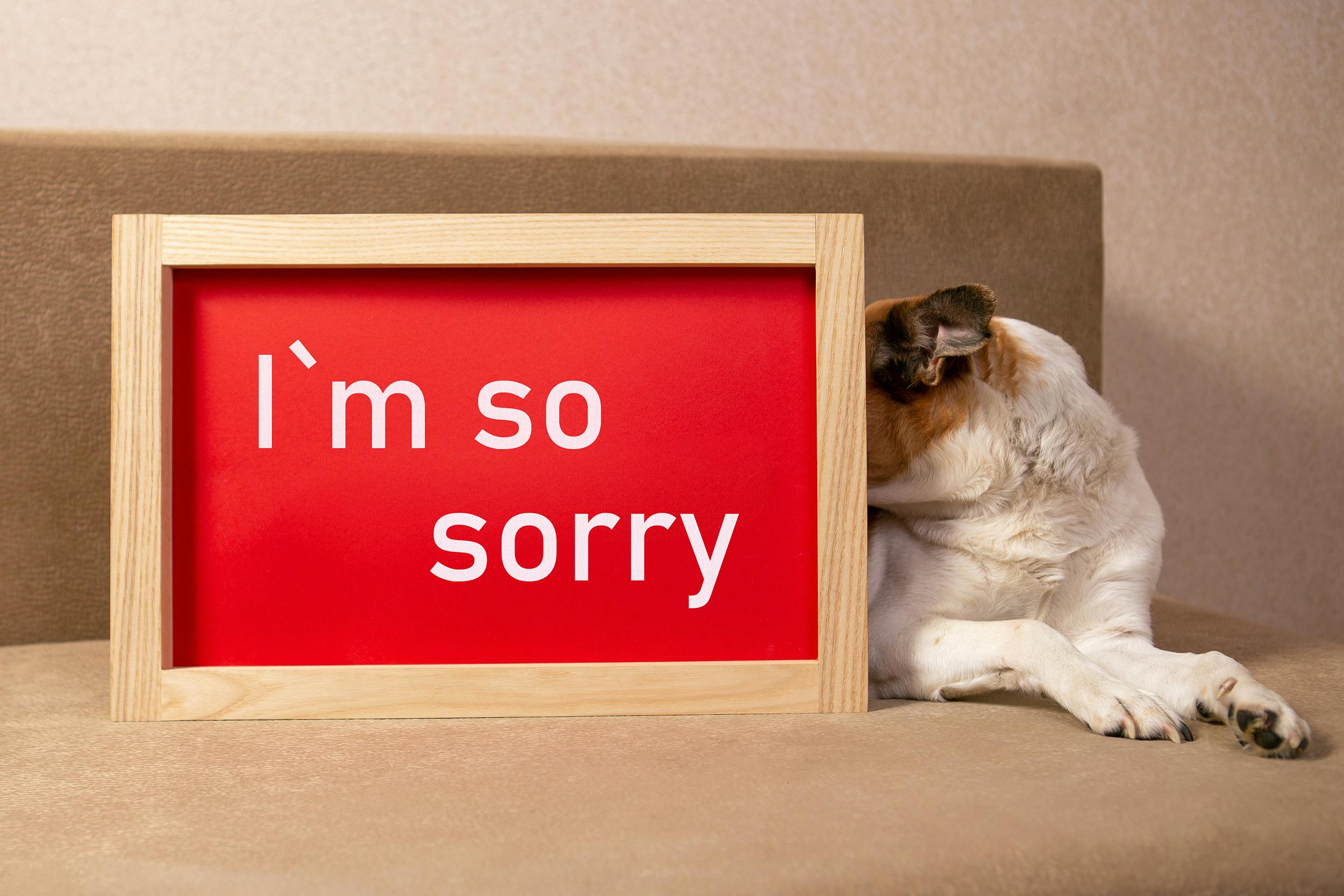 Dog hiding behind a sign that reads "I'm so sorry."