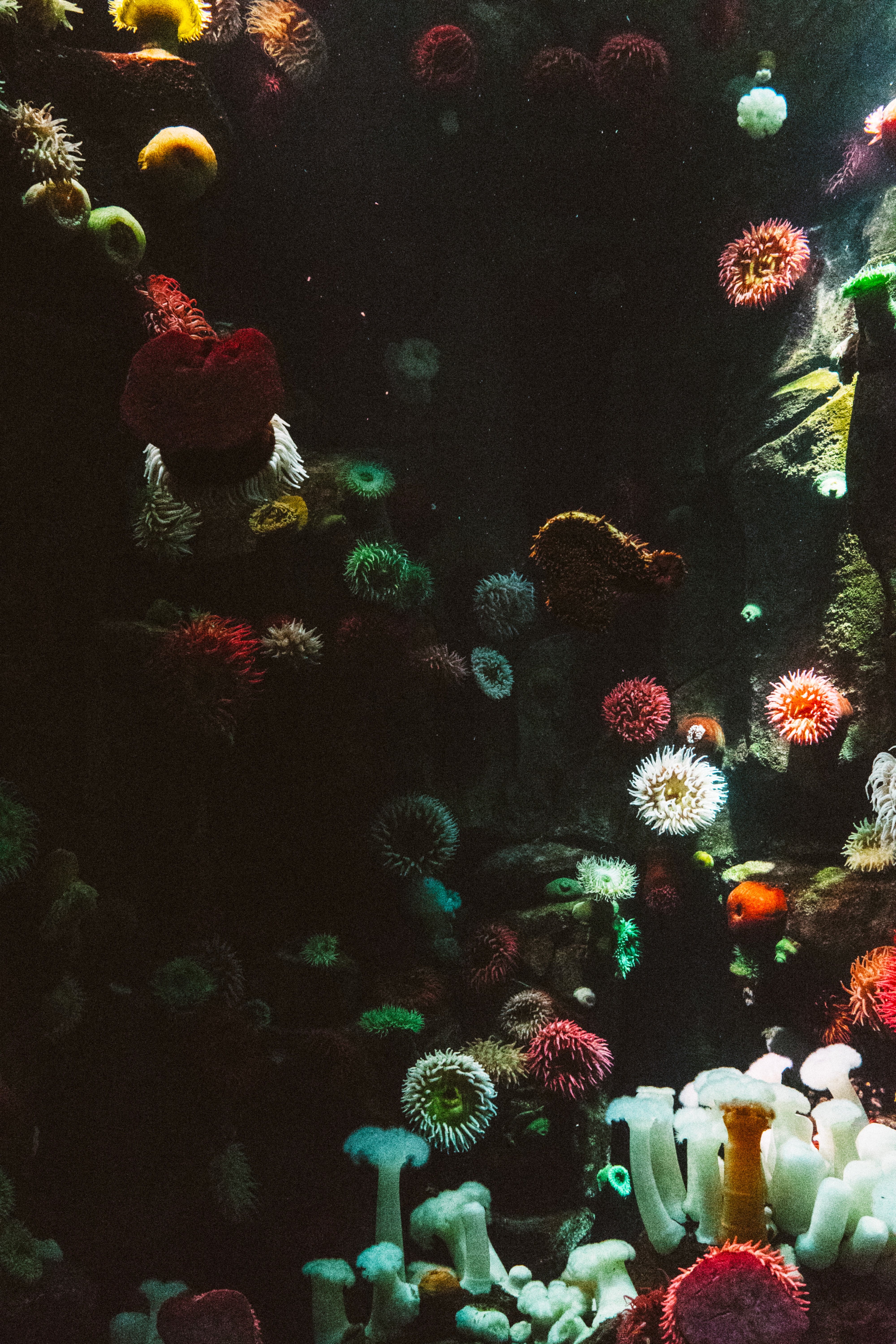 Multicoloured underwater plants and creatures