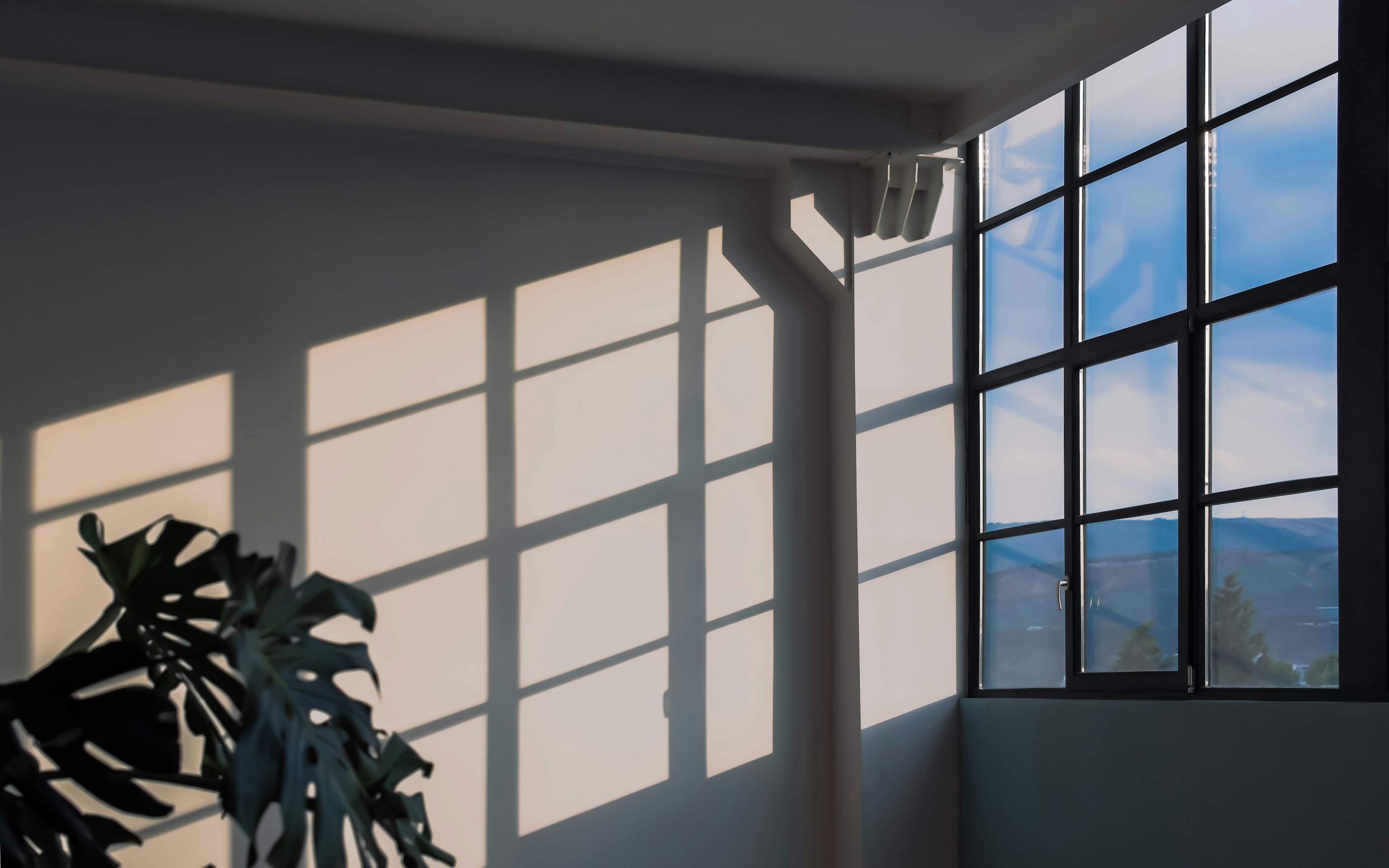 Crop of a renovated industrial building with a monstera plant in the corner. Sunlight enters through a large window, casting shadows on the wall