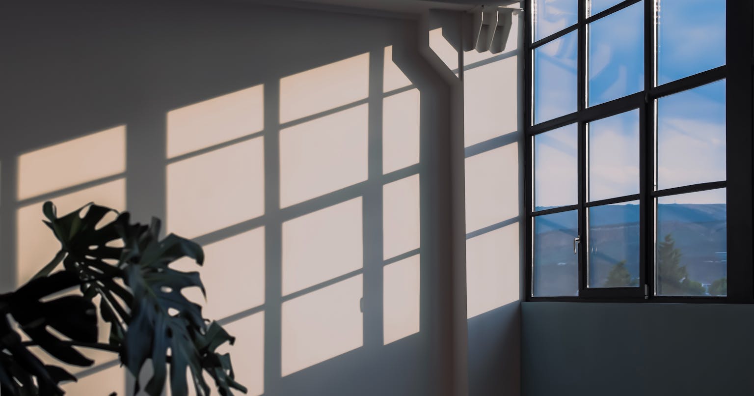 Crop of a renovated industrial building with a monstera plant in the corner. Sunlight enters through a large window, casting shadows on the wall