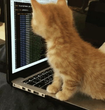 Cat Coding 