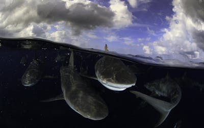 Sharks swim in dark water while the sky above is blue and filled with clouds.
