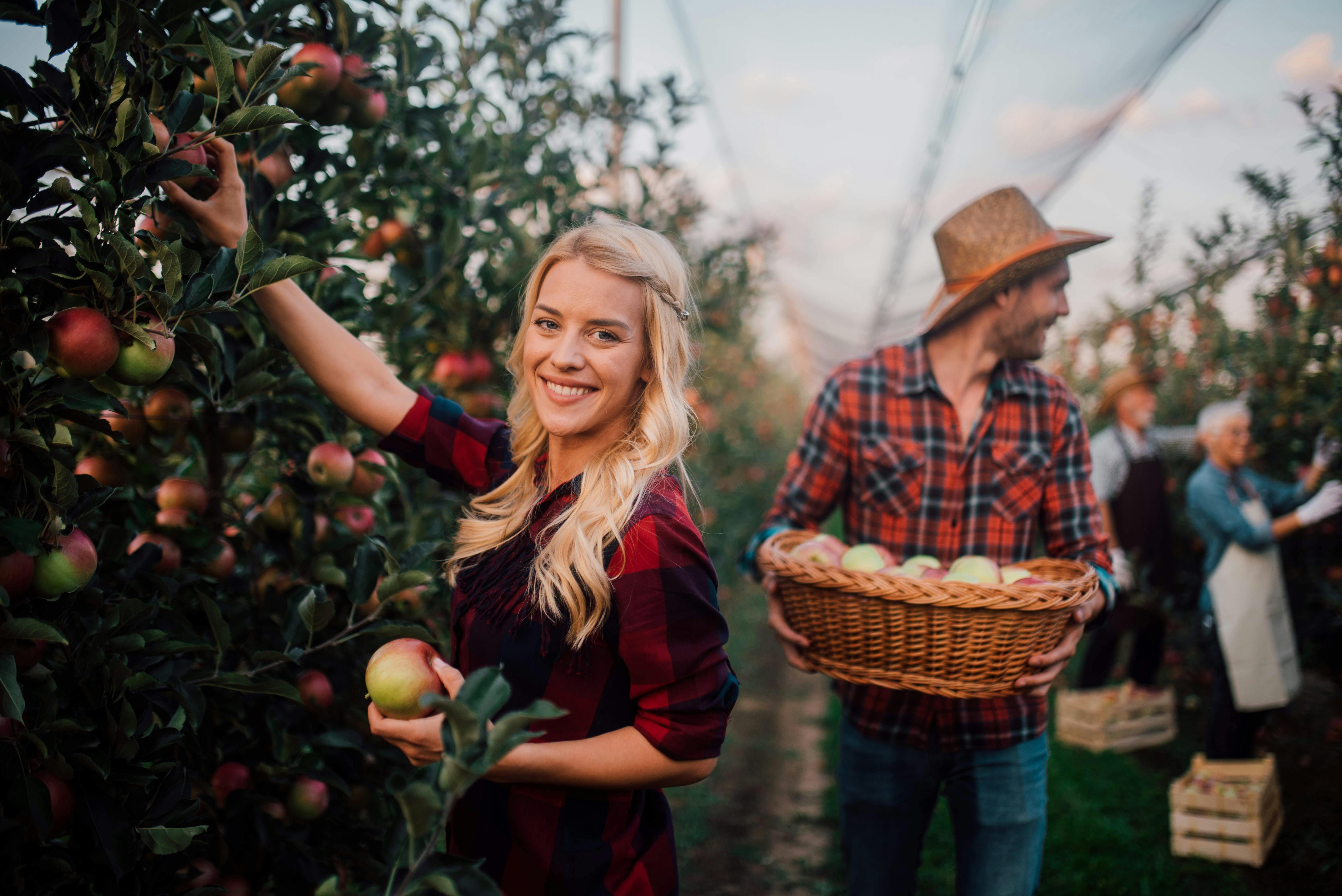 Le travail saisonnier : de petits contrats qui ont de l’avenir !  WiziFarm Mission