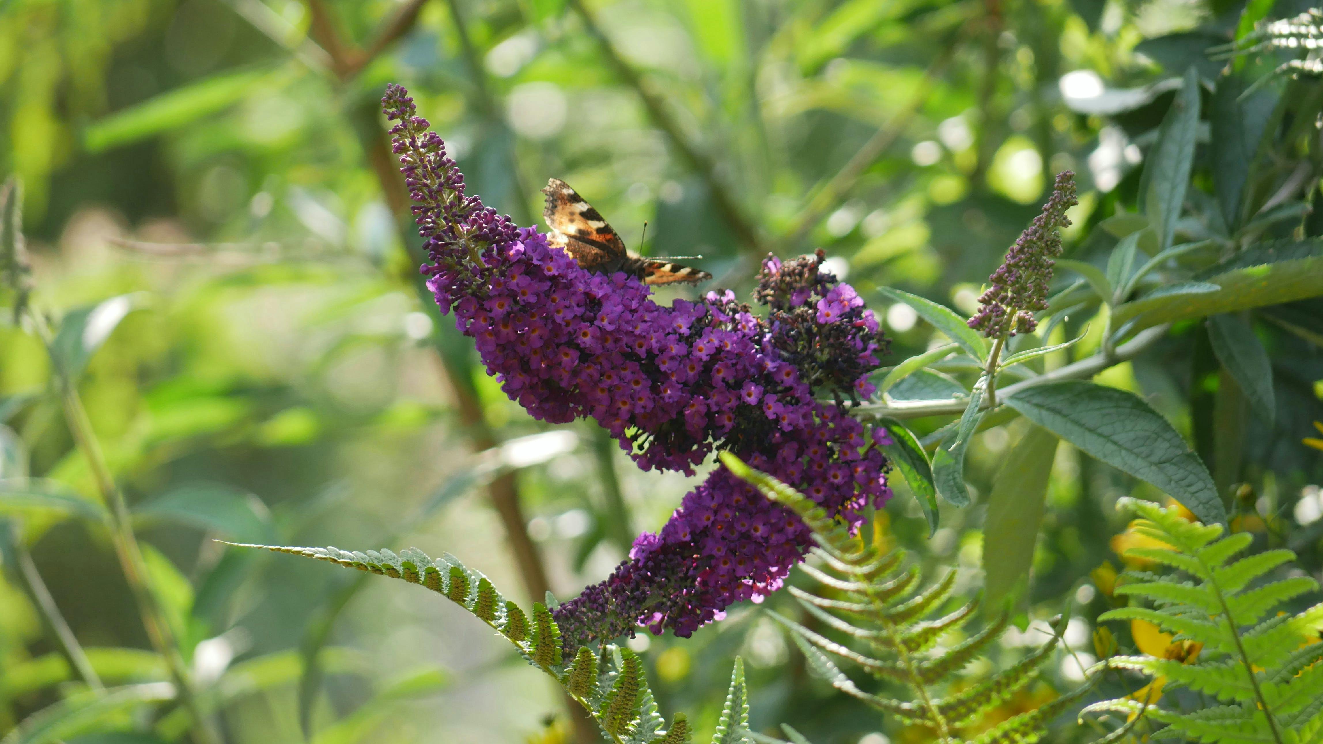 buddleia