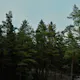 Fichtenholz