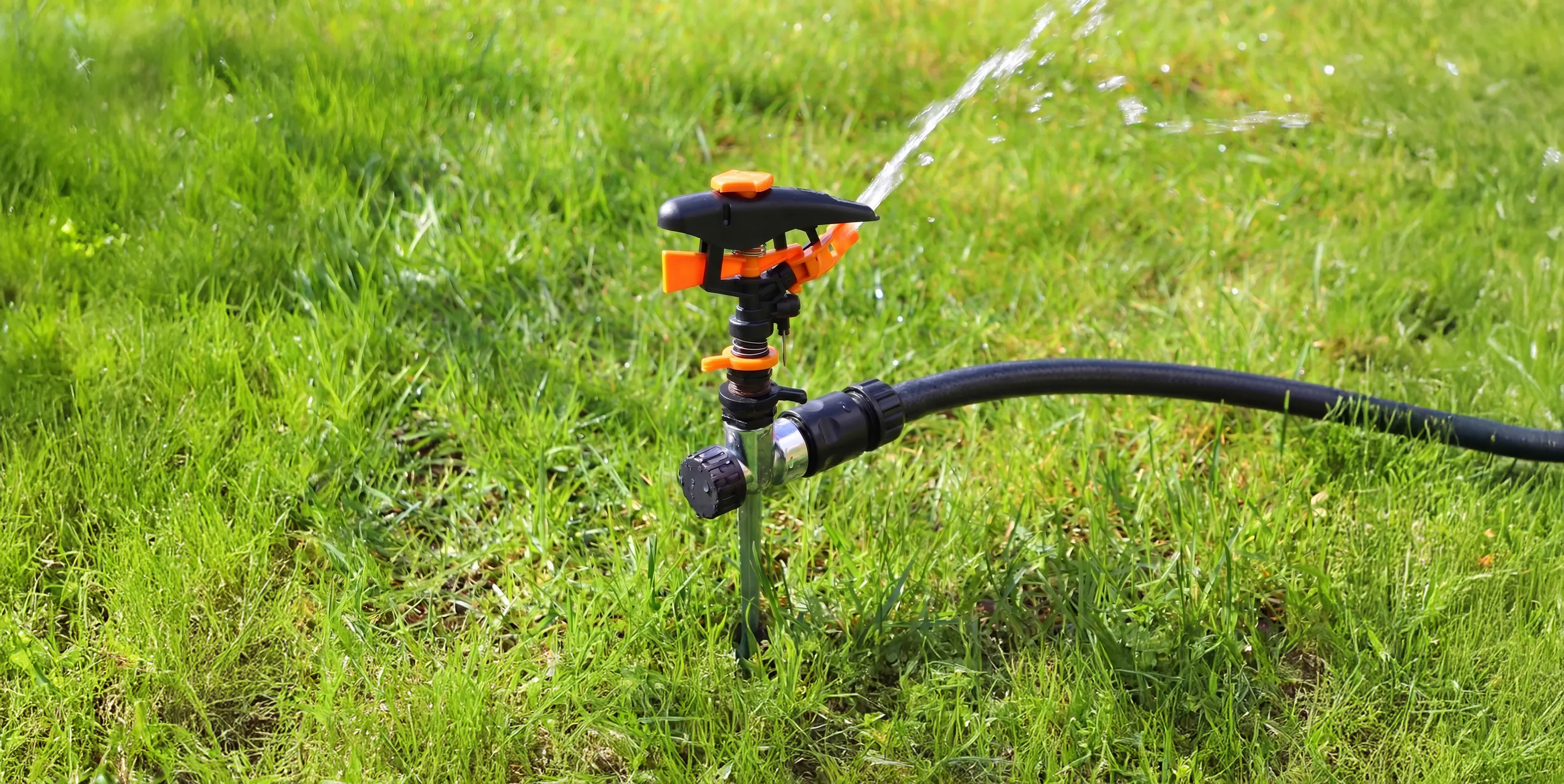 Arrosage de la pelouse avec un arroseur sectoriel pendant la canicule
