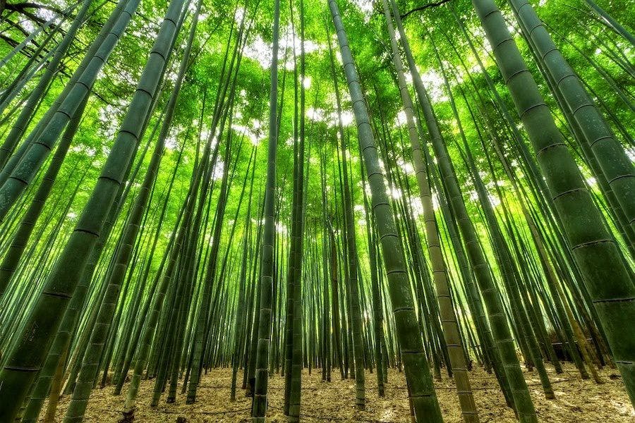 Bamboe behandelen, kan dat?