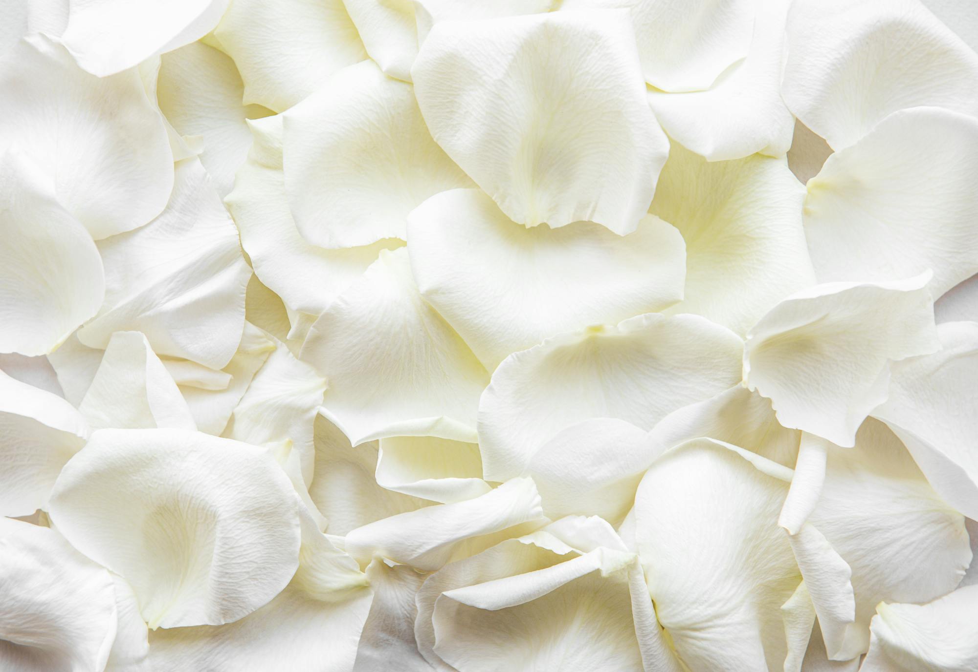 White flower petals background image, by Woxbox Gift