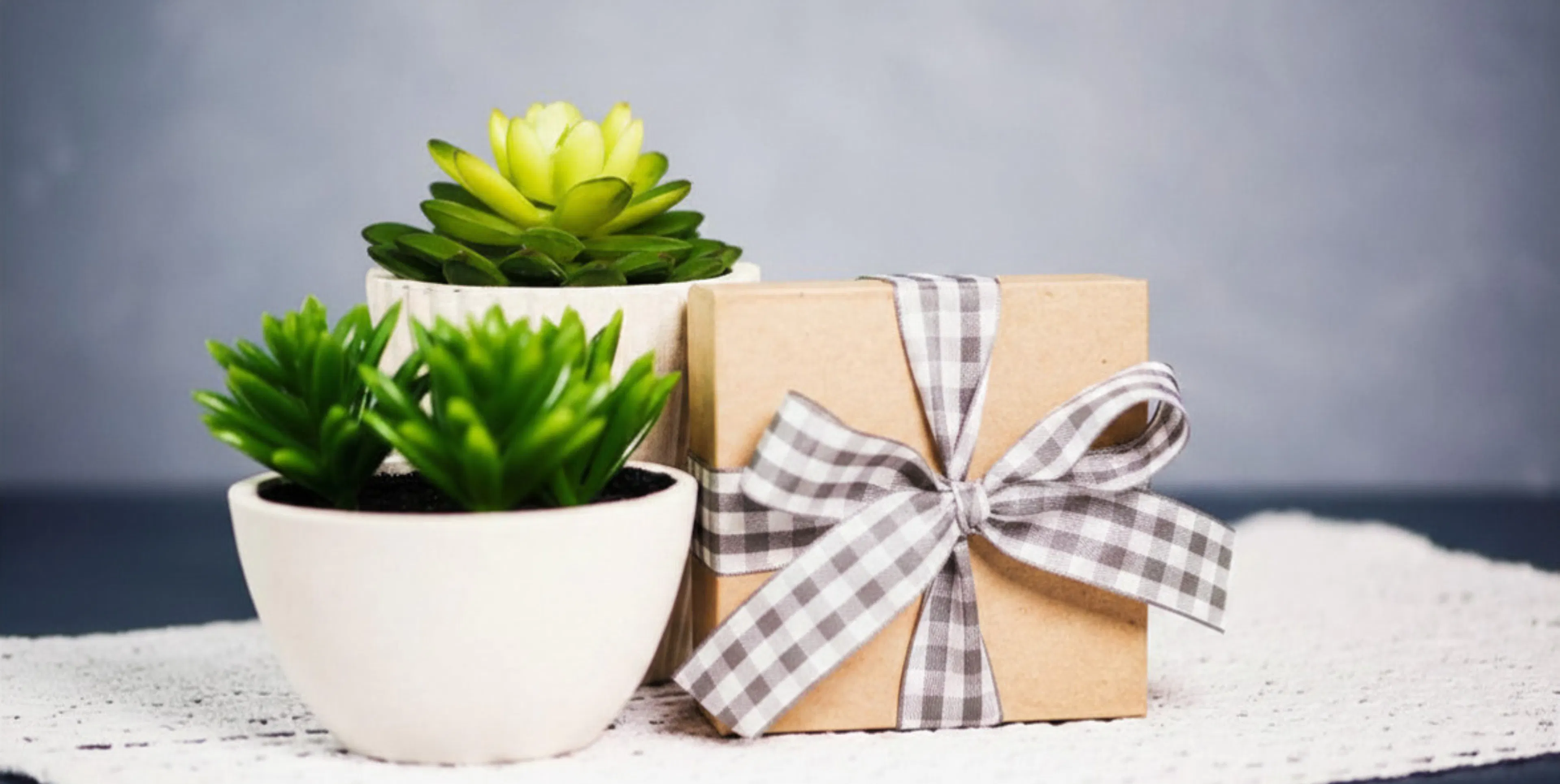 Co-worker gift on desk with succulents in planters