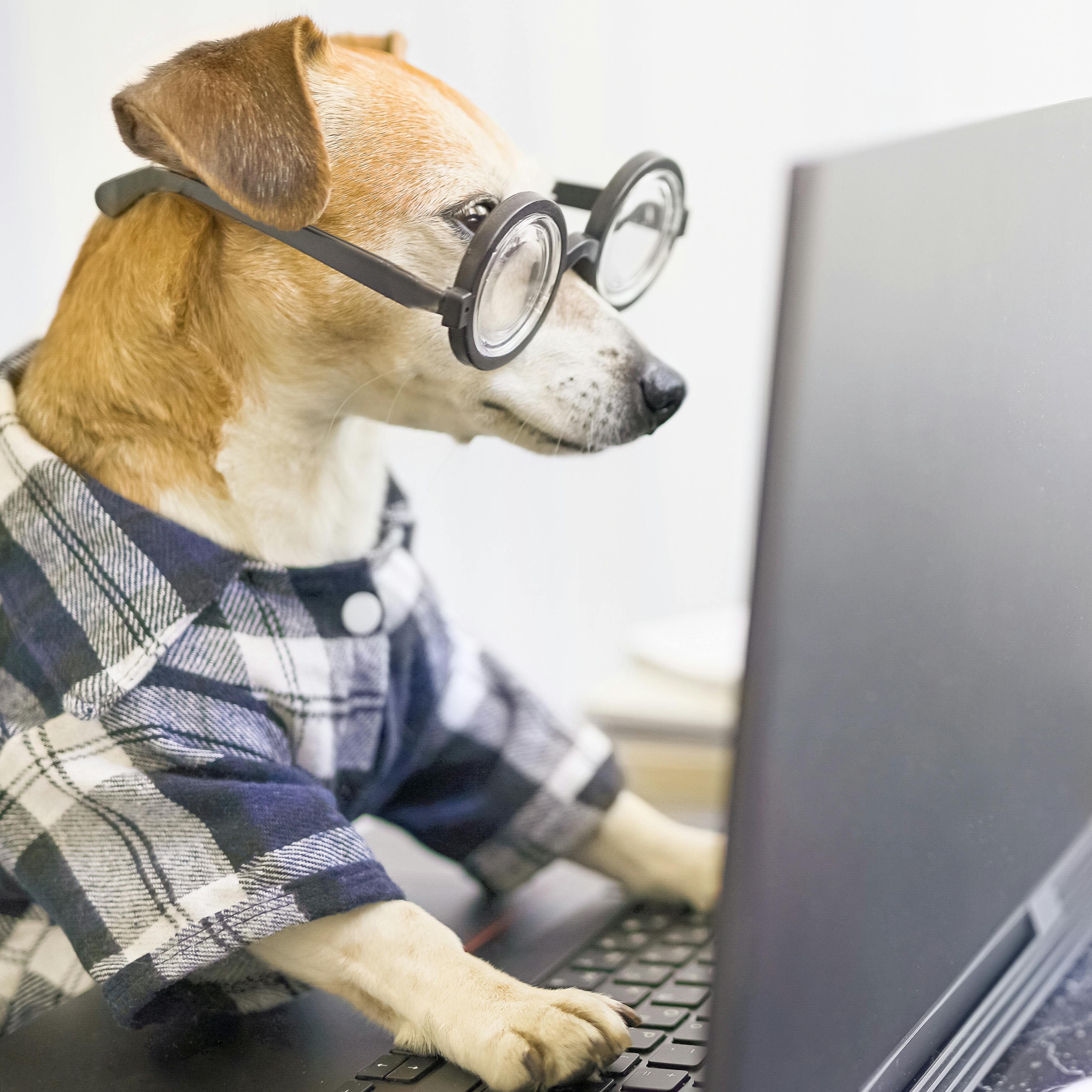 Dog wearing reading glasses contacting Woxbox Gift on laptop