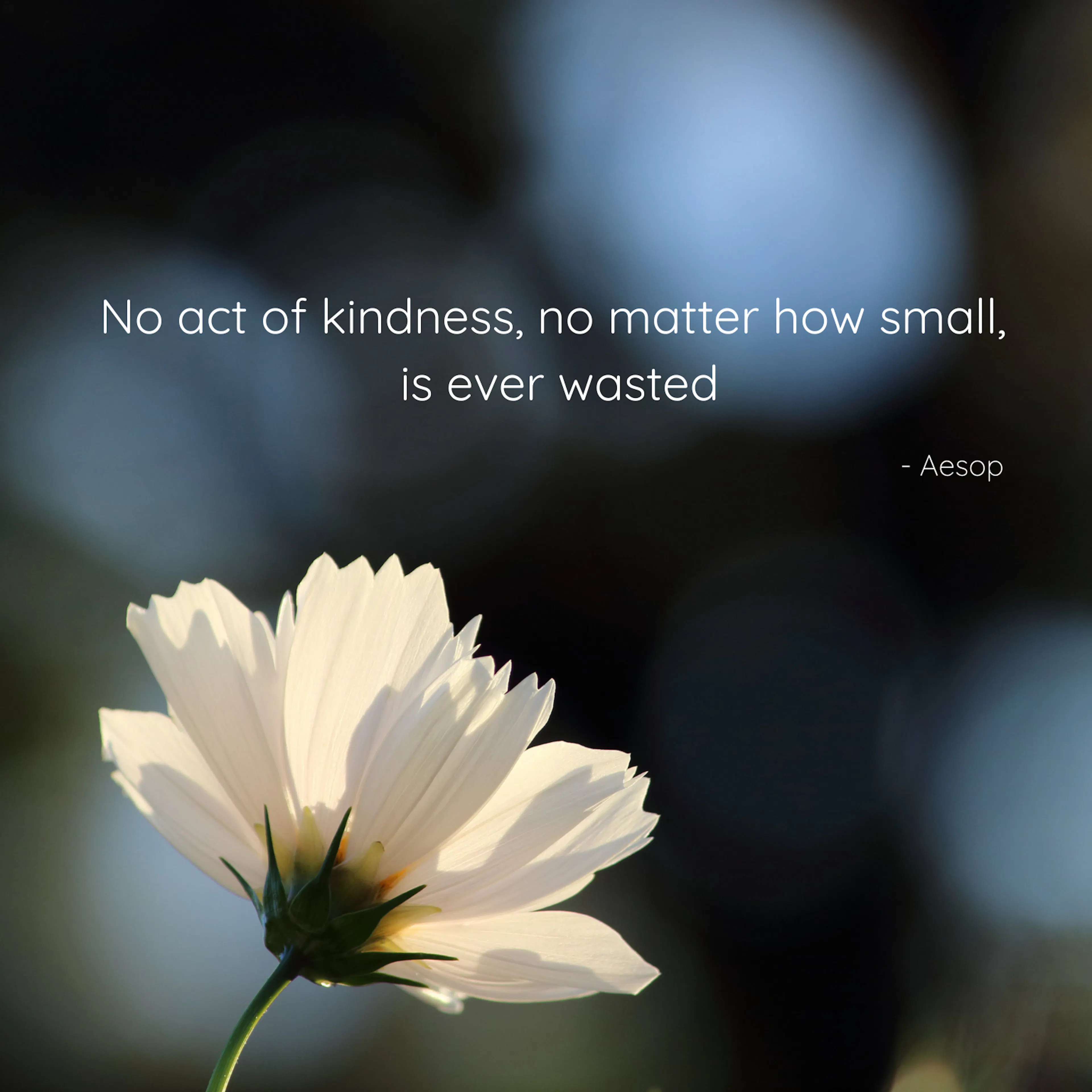 A white flower with the quote by Aesop "No act of kindness, no matter how small, is ever wasted"