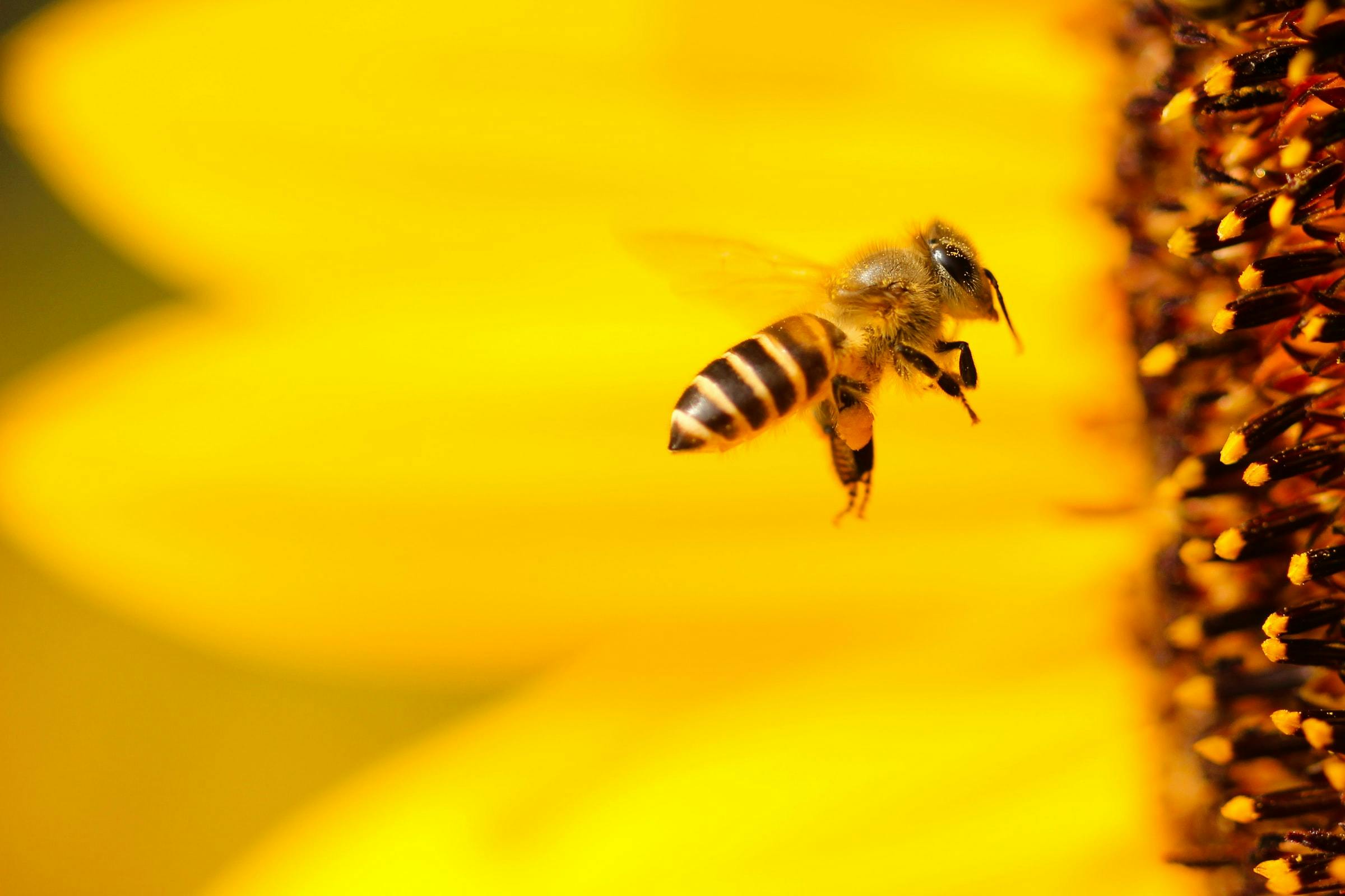 A macro photo of a bee near a sunflower.