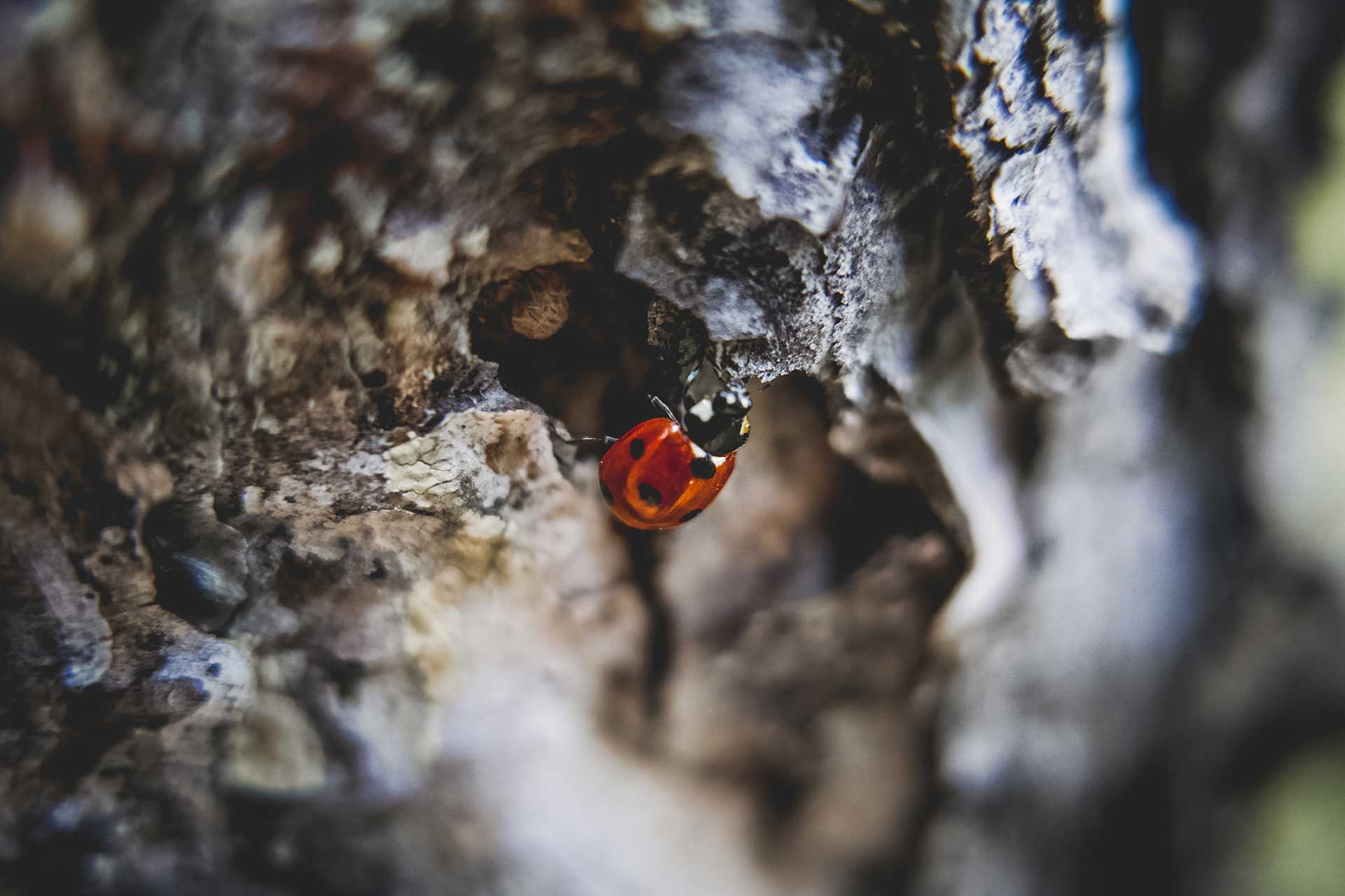 Why does our health depend on biodiversity?