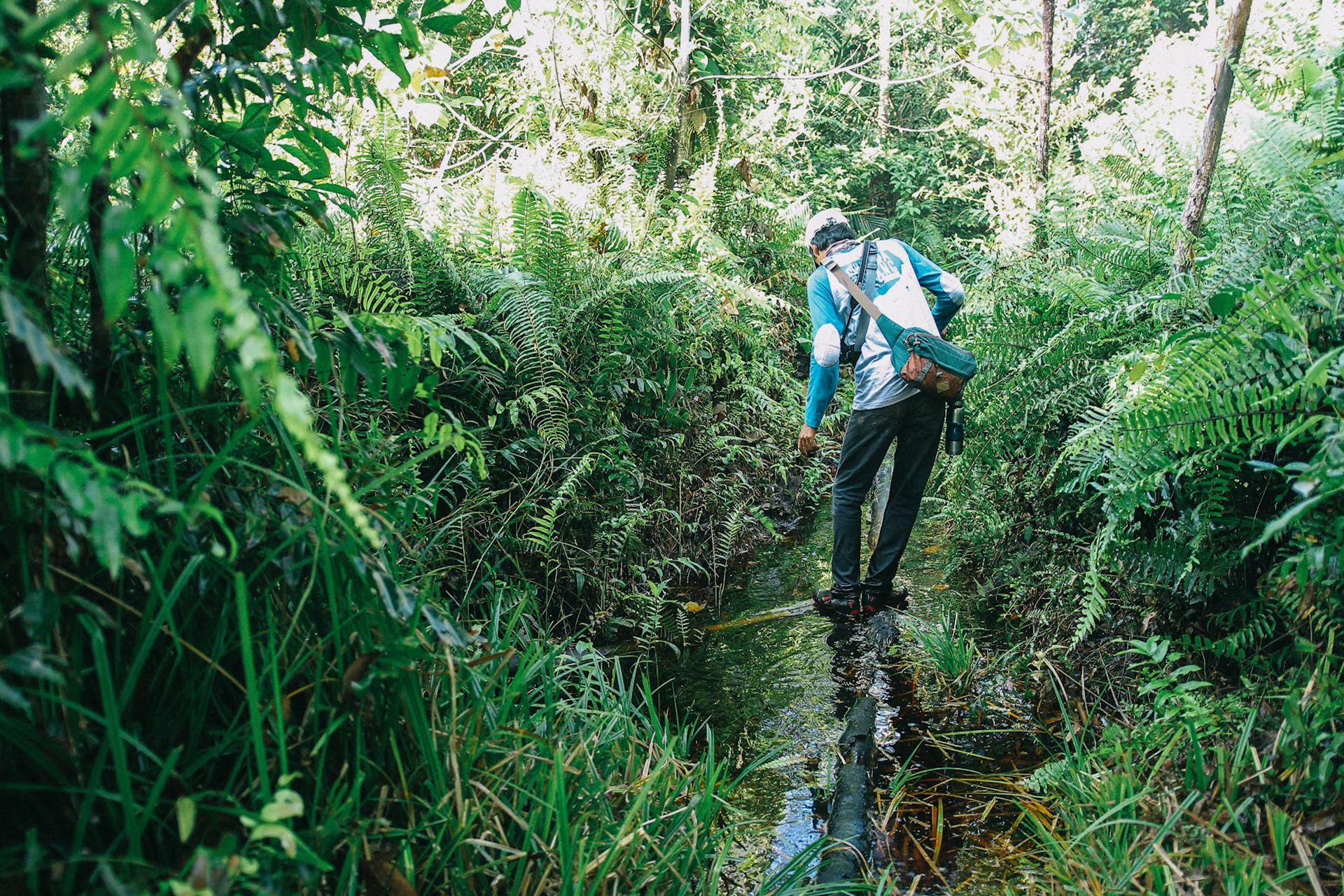 AXA increases its contribution to the restoration of the Sumatra Merang Peatland