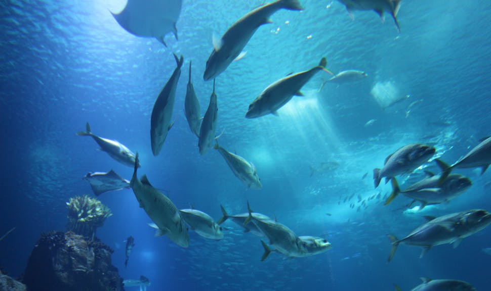 Innovative financing eases debt while funding ocean conservation