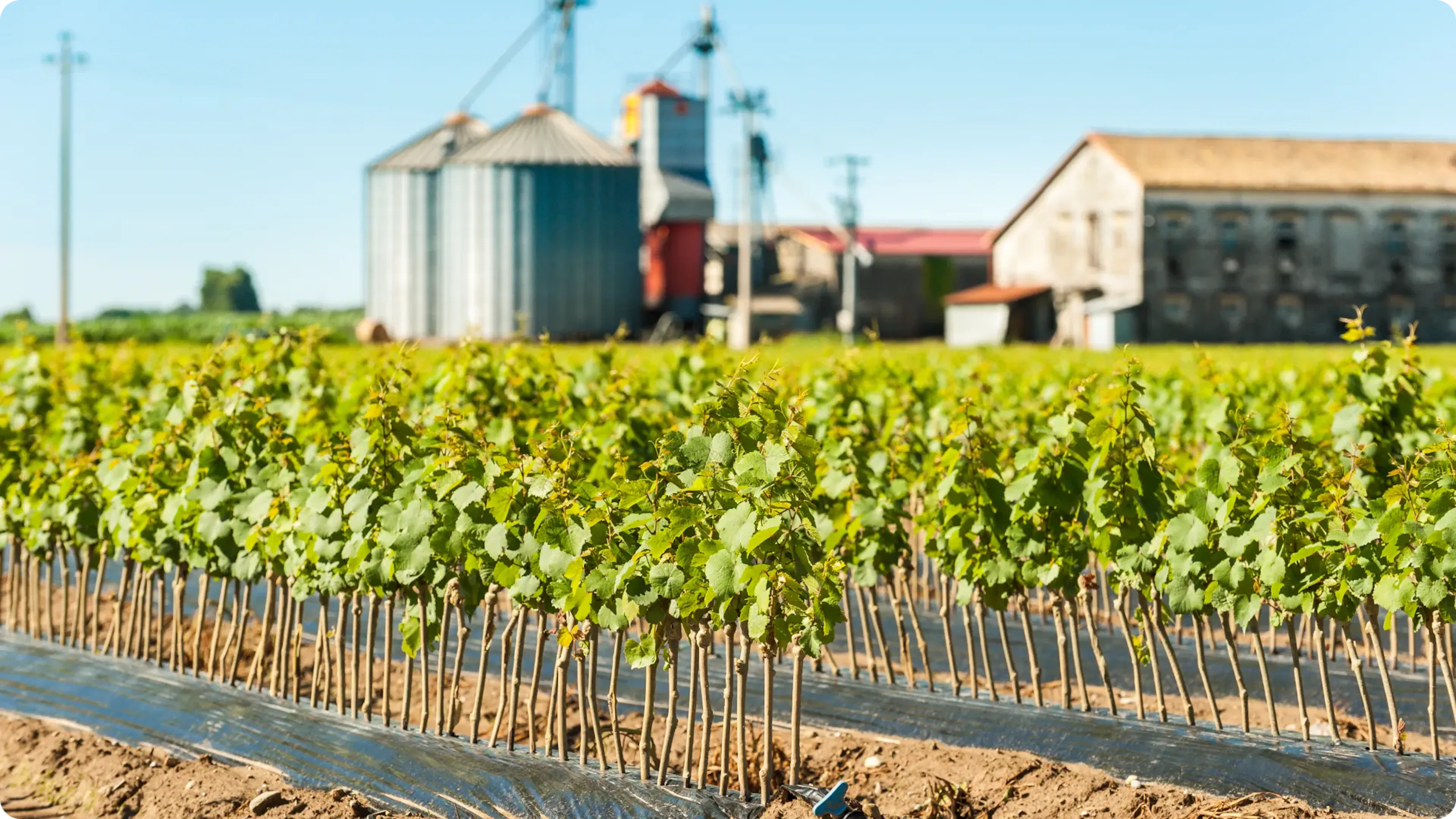 Risques d'investir dans un vignoble