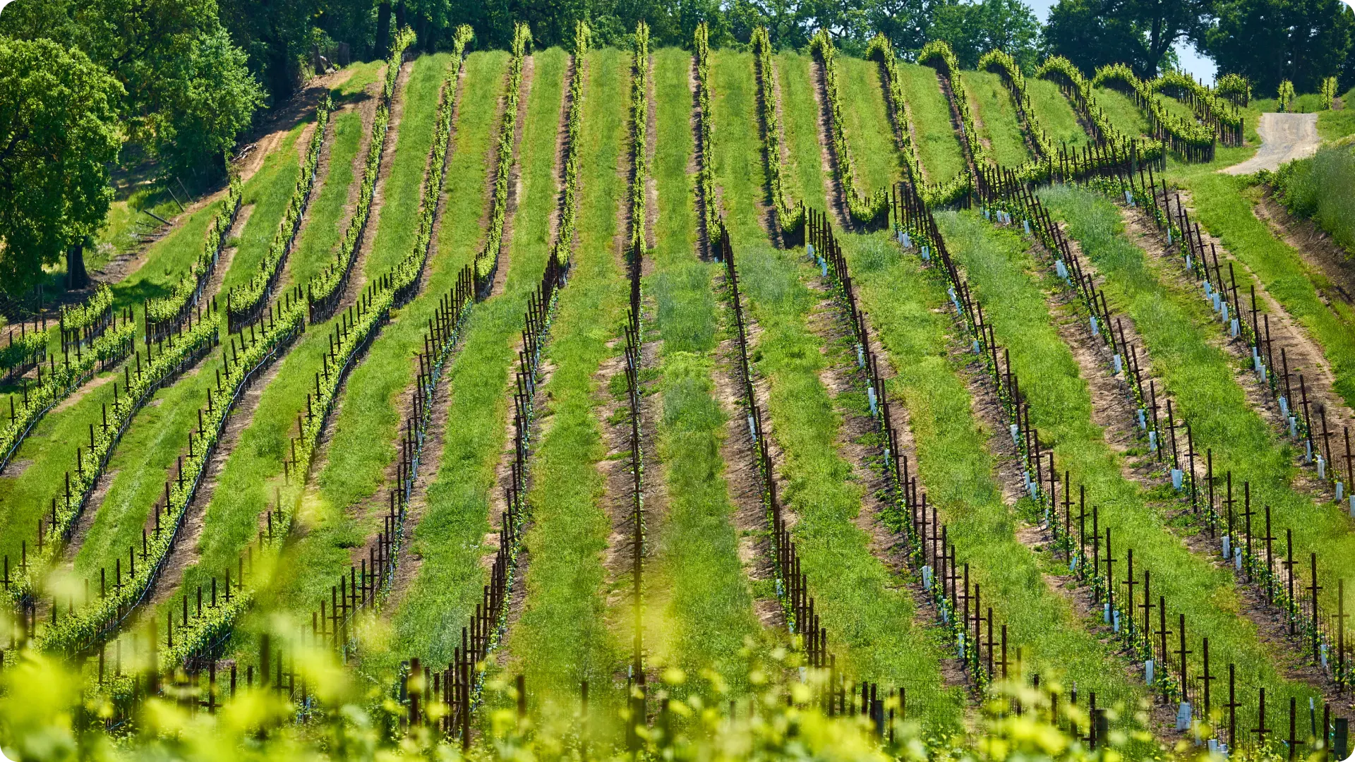 Alternatives à l'achat d'un vignoble