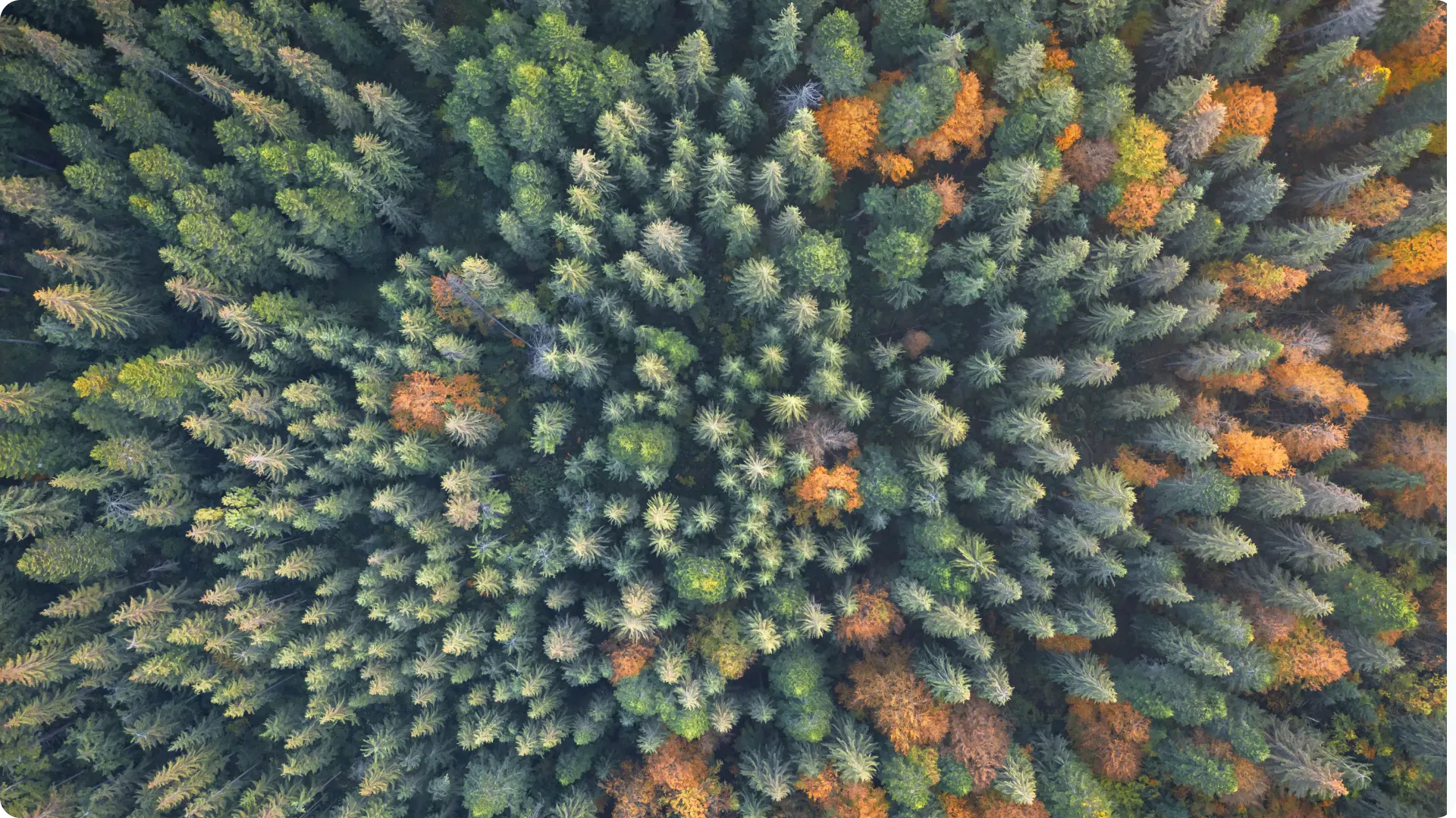 Comment investir dans une forêt ?