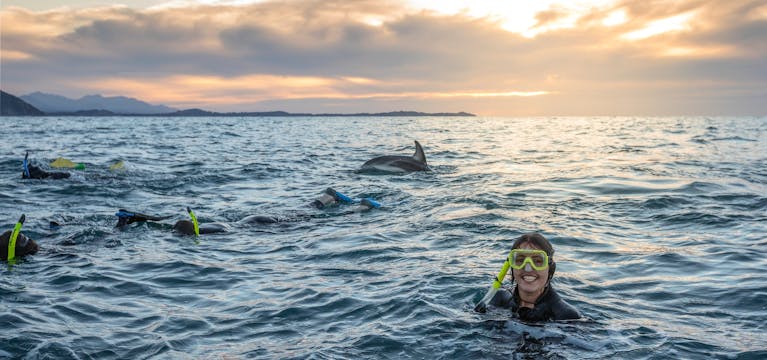 Woman snorkelling in New Zealand with dolphins.