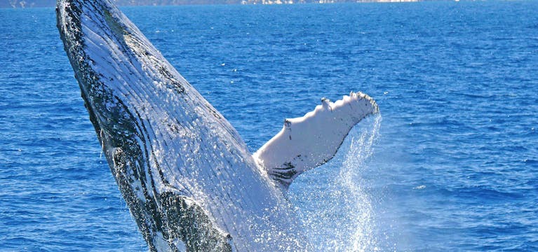 Whale and calf on the Gold Coast.