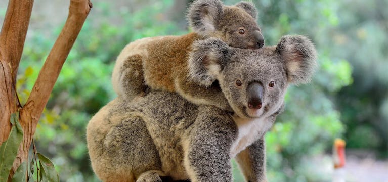 Koala and her baby at Lone Pine Koala Sanctuary, Gold Coast.