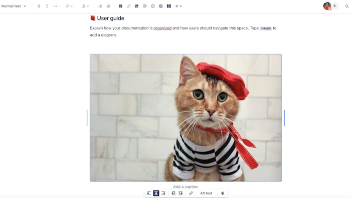 A cat on a Confluence page