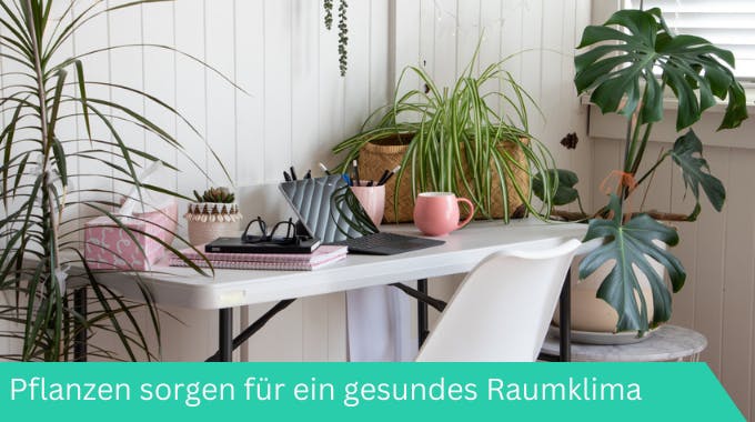 Homeoffice: Pflanzen