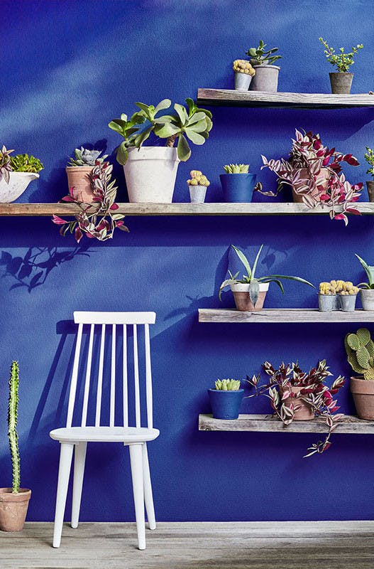 Royal blue exterior wall painted in 'Smalt' with four wooden shelves holding a variety of plants alongside a grey chair.