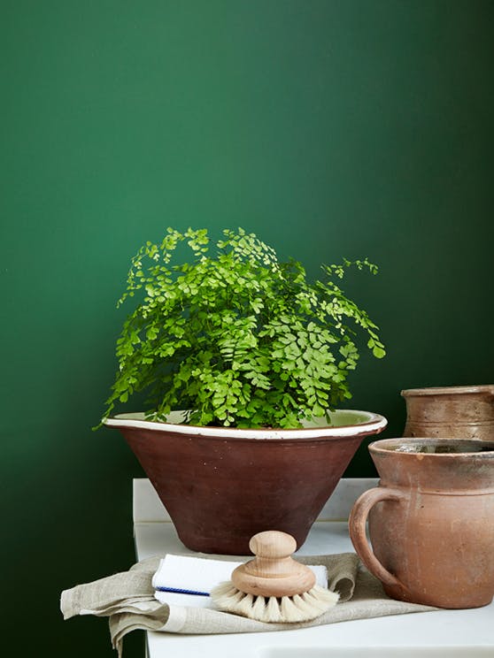 Close-up of a dark green wall painted in 'Dark Brunswick' with a plant in a brown pot in the foreground to the right.
