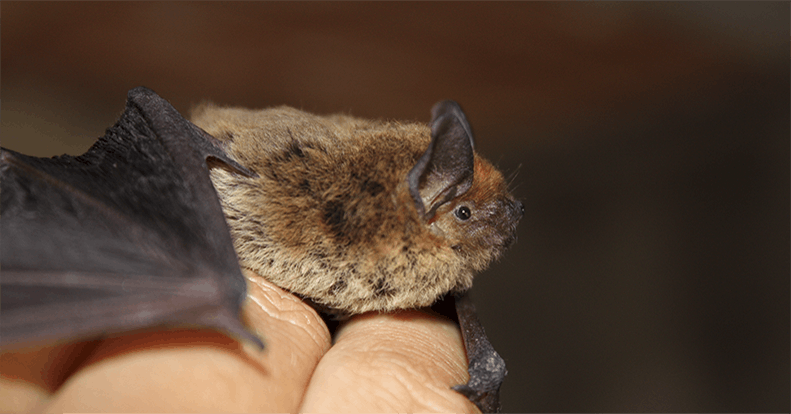 little brown bat habitat