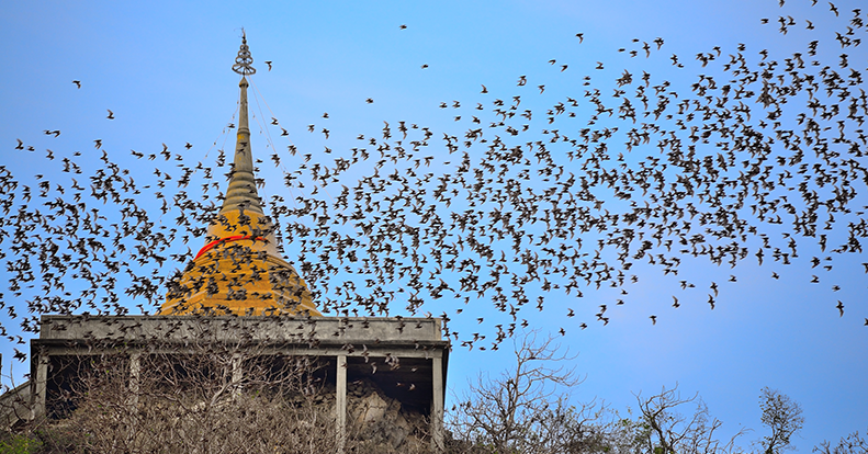 Endangered Bats and Project Effects | POWER Engineers