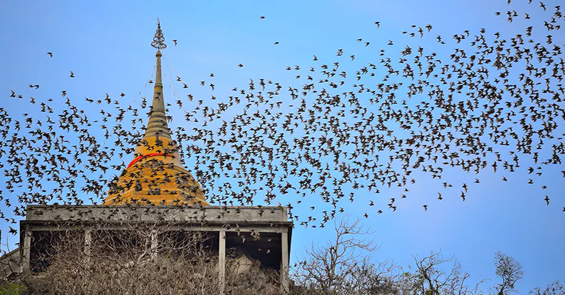 Endangered Bats and Project Effects | POWER Engineers